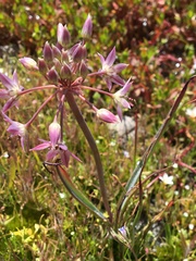 Allium campanulatum
