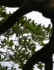 Miconia kappleri