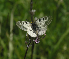 Parnassius mnemosyne orientalis