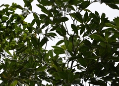 Miconia kappleri