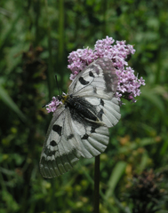 Parnassius mnemosyne orientalis