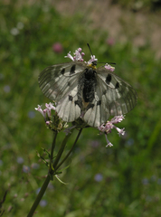 Parnassius mnemosyne orientalis