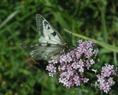Valeriana turkestanica