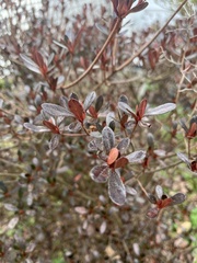 Rhododendron indicum