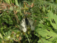 Parnassius mnemosyne orientalis