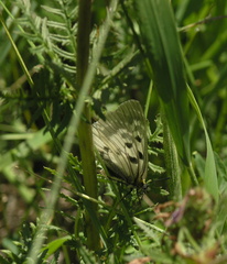 Parnassius mnemosyne orientalis