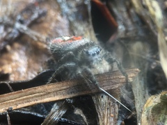 Phidippus phoenix