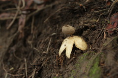 Geastrum pectinatum