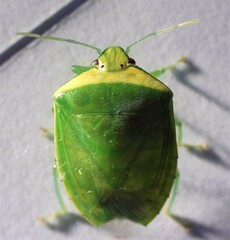 Glaucias