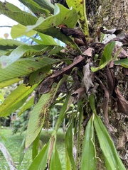 Prosthechea cochleata