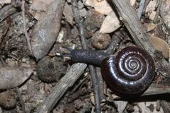 Glyptostoma gabrielense