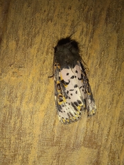Xanthopastis timais