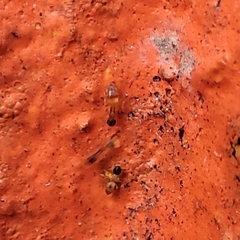 Tapinoma melanocephalum