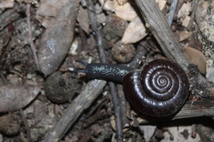 Glyptostoma gabrielense