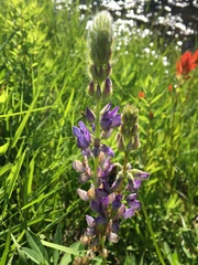 Lupinus burkei