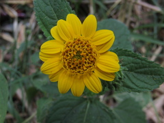 Simsia