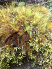 Pyrrhobryum spiniforme