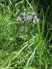 Polemonium occidentale