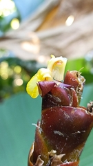 Calathea lutea