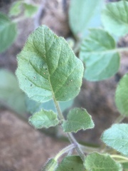 Physalis crassifolia