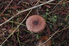 Agaricus fuscofibrillosus