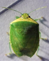 Glaucias