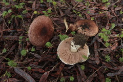 Agaricus fuscofibrillosus