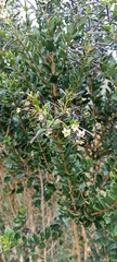 Cestrum buxifolium