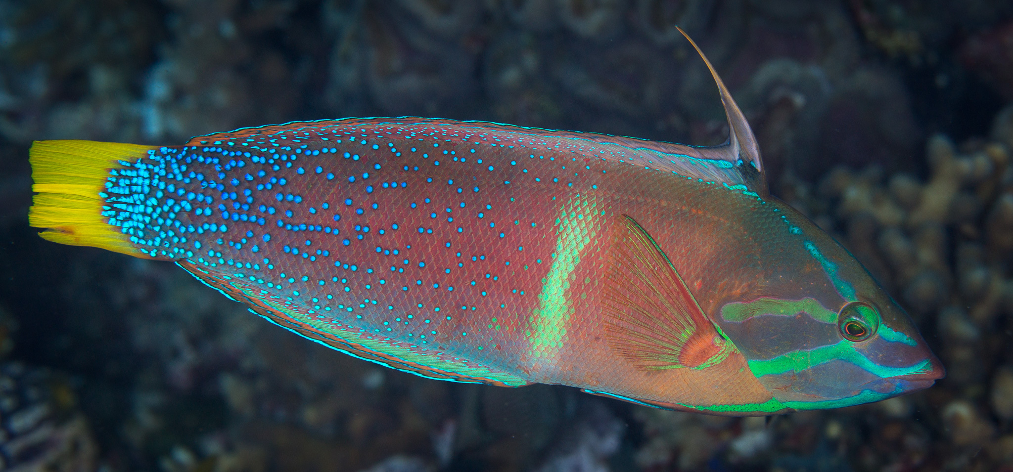 ジュディス ガイガー JUDITH  「Coris Fish」 Yellowtail Coris (Coris gaimard) · iNaturalist