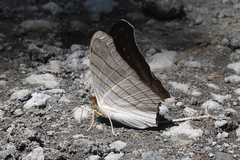 Marpesia livius