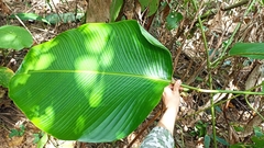 Calathea lutea