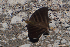 Marpesia livius