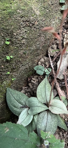 Heart-leaf Beak Goodyera (Goodyera viridiflora)