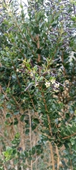 Cestrum buxifolium