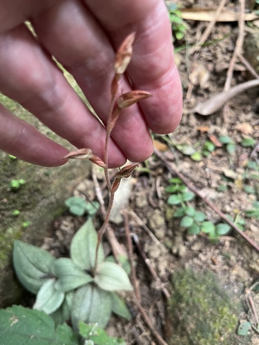 Goodyera viridiflora, photograph 1