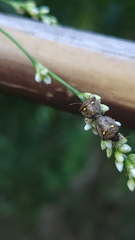 Eysarcoris guttigerus