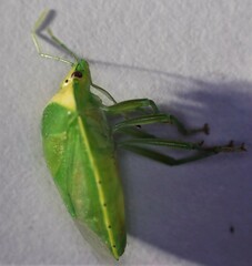 Glaucias