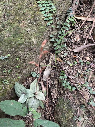 Goodyera viridiflora, photograph 2