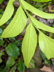 Cyrtomium devexiscapulae