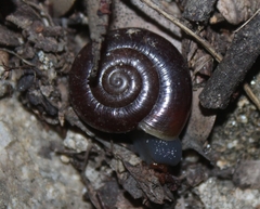 Glyptostoma gabrielense