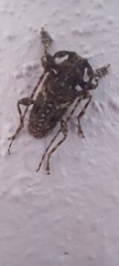Aegomorphus circumflexus