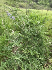 Lupinus longifolius