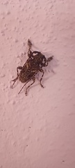 Aegomorphus circumflexus