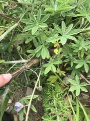 Lupinus longifolius