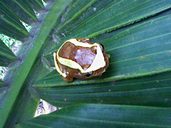 Dendropsophus elegans