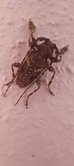 Aegomorphus circumflexus