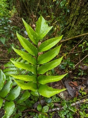 Cyrtomium devexiscapulae