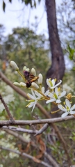 Nemophora sparsella