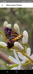 Nemophora sparsella