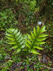 Cyrtomium devexiscapulae